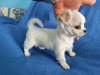 Photo №1. chihuahua - for sale in the city of Munich | 269$ | Announcement № 104875