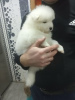 Photo №3. Samoyed puppies for sale. Belarus