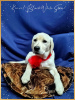Photo №2 to announcement № 30210 for the sale of labrador retriever - buy in Finland from nursery