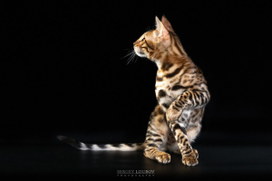 Additional photos: Bengal cat 1
