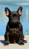 Photo №1. french bulldog - for sale in the city of Zaporizhia | 2325$ | Announcement № 71851