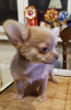 Additional photos: chihuahua puppies