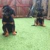 Photo №1. rottweiler - for sale in the city of Leipzig | 454$ | Announcement № 47501