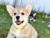 Photo №4. I will sell welsh corgi in the city of Италијани. private announcement - price - negotiated