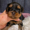 Photo №4. I will sell yorkshire terrier in the city of Антверпен. private announcement, breeder - price - 370$