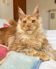 Photo №3. Maine coon. Germany