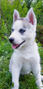 Photo №1. siberian husky - for sale in the city of Kharkov | 103$ | Announcement № 10780