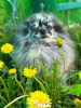 Photo №4. I will sell pomeranian in the city of Munich. private announcement - price - 423$