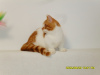 Photo №2 to announcement № 23934 for the sale of minuet cat shorthair - buy in Russian Federation breeder