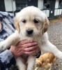 Photo №1. golden retriever - for sale in the city of Berlin | 444$ | Announcement № 90612