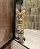 Photo №4. I will sell savannah cat in the city of Paris. breeder - price - 2113$