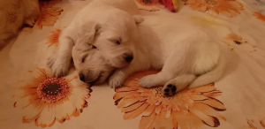 Photo №2 to announcement № 4607 for the sale of golden retriever - buy in Russian Federation from nursery