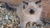 Photo №4. I will sell ragdoll in the city of Франкфурт-на-Майне. breeder - price - 317$