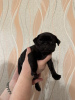 Photo №4. I will sell pug in the city of Москва. private announcement - price - 195$