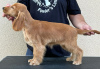 Photo №2 to announcement № 123425 for the sale of english cocker spaniel - buy in Serbia 