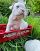 Additional photos: french bulldog