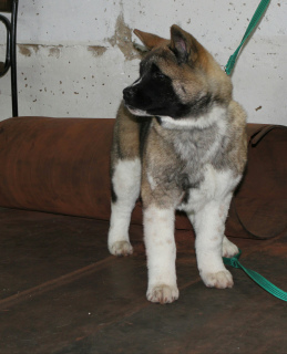 Photo №4. I will sell american akita in the city of Yekaterinburg. breeder - price - 813$