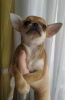 Photo №1. chihuahua - for sale in the city of Munich | 317$ | Announcement № 104925