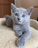 Photo №2 to announcement № 95732 for the sale of russian blue - buy in Italy 