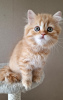 Photo №2 to announcement № 103691 for the sale of scottish fold - buy in Russian Federation from nursery