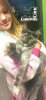 Photo №4. I will sell maine coon in the city of Kemerovo. from nursery, breeder - price - 342$