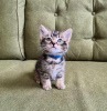 Photo №2 to announcement № 83952 for the sale of bengal cat - buy in United States private announcement