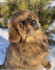 Photo №1. tibetan mastiff - for sale in the city of Minsk | 951$ | Announcement № 37013