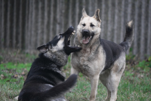 Additional photos: female VEO, from 26.02, with a puppy metric