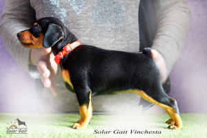 Photo №4. I will sell miniature pinscher in the city of Minsk. private announcement - price - Negotiated