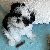 Photo №4. I will sell shih tzu in the city of Richmond. breeder - price - 350$