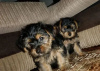 Photo №4. I will sell yorkshire terrier in the city of Kiev. private announcement - price - 400$