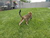 Photo №1. bengal cat - for sale in the city of Florence | 317$ | Announcement № 99432