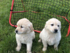 Photo №3. Healthy Golden Retriever Puppies. Belgium