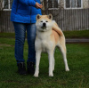 Photo №1. akita - for sale in the city of Cherkassky Bishkin | 3000$ | Announcement № 109359