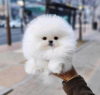 Photo №3. Cute teacup Pomeranian puppy male. United States