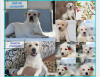 Photo №1. labrador retriever - for sale in the city of Abakan | 599$ | Announcement № 10098