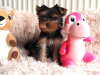 Photo №2 to announcement № 98225 for the sale of yorkshire terrier - buy in Germany private announcement