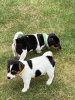 Photo №3. Healthy playful Jack Russell puppies. Germany