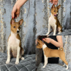 Additional photos: Basenji. Girls