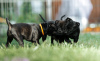 Photo №3. English Stafforshire Bull Terrier. Russian Federation