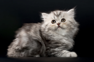 Photo №3. Scottish kittens - silver marble girl. Belarus