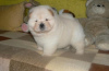 Photo №1. chow chow - for sale in the city of Berlin | Is free | Announcement № 125181