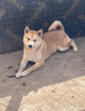 Photo №4. I will sell shiba inu in the city of Subotica. breeder - price - 740$