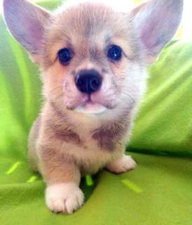 Photo №1. welsh corgi - for sale in the city of Moscow | 942$ | Announcement № 1533