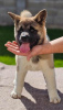 Photo №1. american akita - for sale in the city of Kraljevo | negotiated | Announcement № 96225