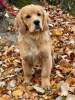 Additional photos: Girls Golden Retriever