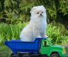 Photo №2 to announcement № 52276 for the sale of pomeranian - buy in Sweden private announcement, from nursery, breeder