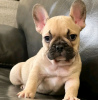 Additional photos: Toilet trained vet Checked French bulldog