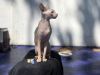 Photo №1. sphynx-katze - for sale in the city of Zürich | negotiated | Announcement № 20820