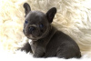 Photo №3. French Bulldog puppies. New Zealand